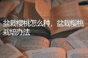 盆栽樱桃怎么种，盆栽樱桃栽培办法