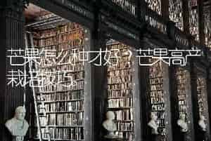 芒果怎么种才好？芒果高产栽培技巧。