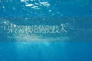 马铃薯栽培施肥技术