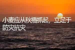 小麦应从秋播抓起，立足于防灾抗灾