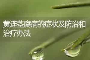 黄连茎腐病的症状及防治和治疗办法