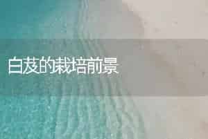 白芨的栽培前景