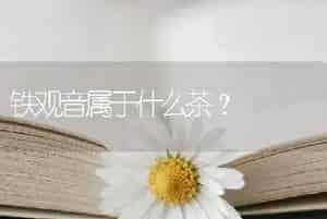 铁观音属于什么茶？