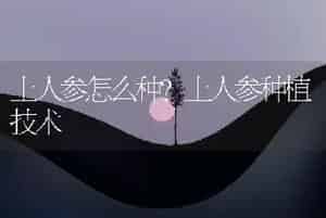 土人参怎么种？土人参种植技术