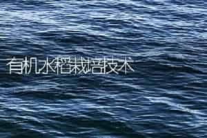 有机水稻栽培技术