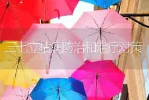 三七立枯病防治和治疗对策