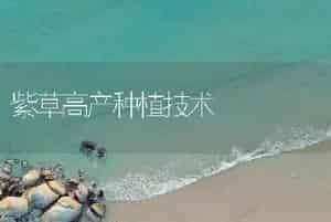 紫草高产种植技术