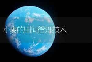 小麦的田间管理技术