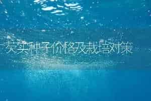芡实种子价格及栽培对策