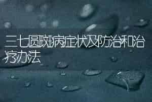 三七圆斑病症状及防治和治疗办法