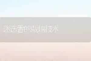 迷迭香的栽培技术