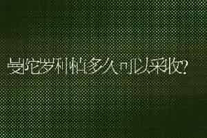 曼陀罗种植多久可以采收？