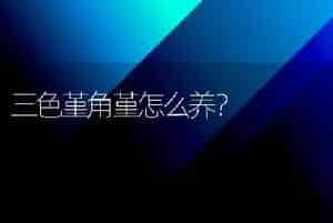 三色堇角堇怎么养？