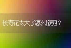 长寿花太大了怎么修剪？