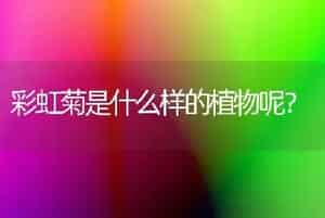 彩虹菊是什么样的植物呢？