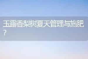 玉露香梨树夏天管理与施肥？