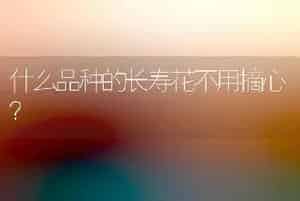 什么品种的长寿花不用摘心？
