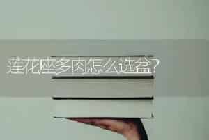 莲花座多肉怎么选盆？