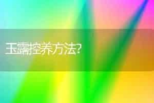 玉露控养方法？