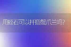 用蛭石可以扦插蟹爪兰吗？