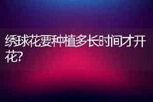 绣球花要种植多长时间才开花？