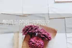 蟹爪兰的栽培方法？