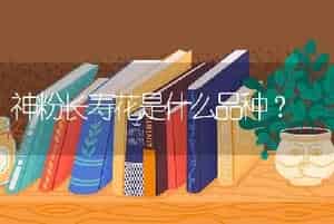 神粉长寿花是什么品种？