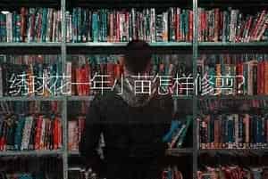 绣球花一年小苗怎样修剪？