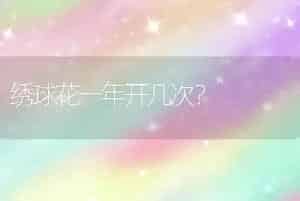 绣球花一年开几次？