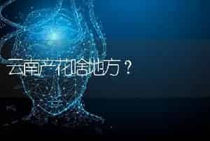 云南产花啥地方？