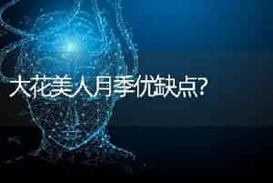 大花美人月季优缺点？