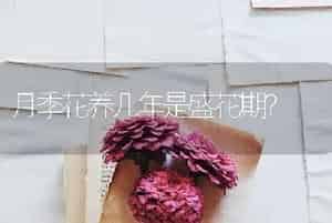 月季花养几年是盛花期？