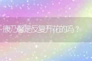 多肉哪里买比较靠谱？