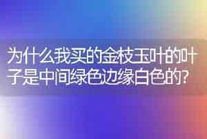 为什么我买的金枝玉叶的叶子是中间绿色边缘白色的？