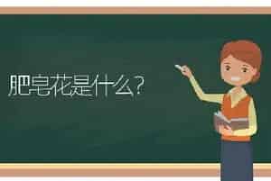 多肉花月夜与荷花是一个品种吗？