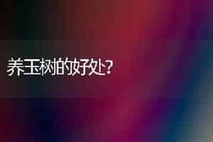 养玉树的好处？