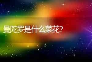 曼陀罗是什么菜花？