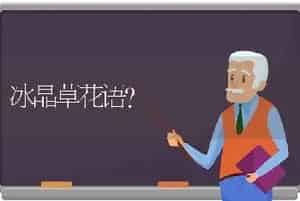 冰晶草花语？