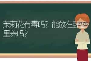 月季开花能栽活吗？