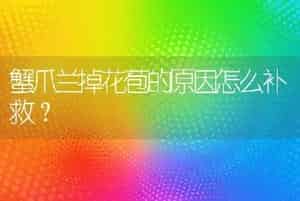蟹爪兰掉花苞的原因怎么补救？