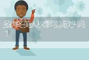 多肉冬美人秋季可以砍头吗？