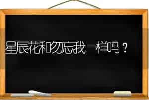 星辰花和勿忘我一样吗？