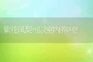 紫花凤梨可以室内养吗？