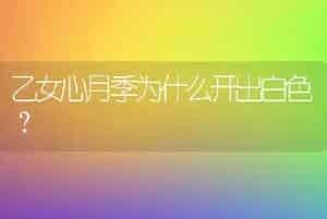 乙女心月季为什么开出白色？