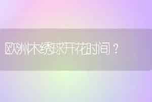 欧洲木绣球开花时间？