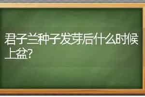 君子兰种子发芽后什么时候上盆？