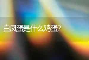 白凤蛋是什么鸡蛋？