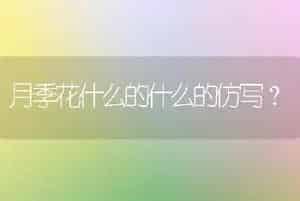 月季花什么的什么的仿写？