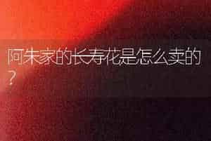 阿朱家的长寿花是怎么卖的？
