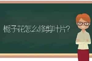 燕子掌和金枝玉叶的区别？